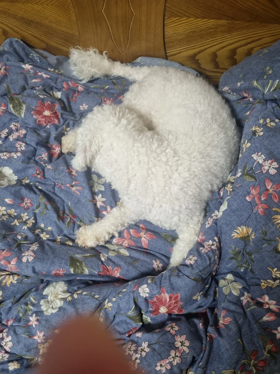 우리 댕댕이 보고 가세요_1.webp