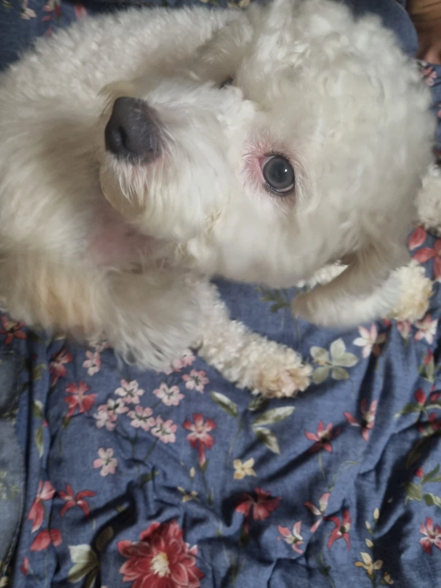 우리 댕댕이 보고 가세요_2.webp