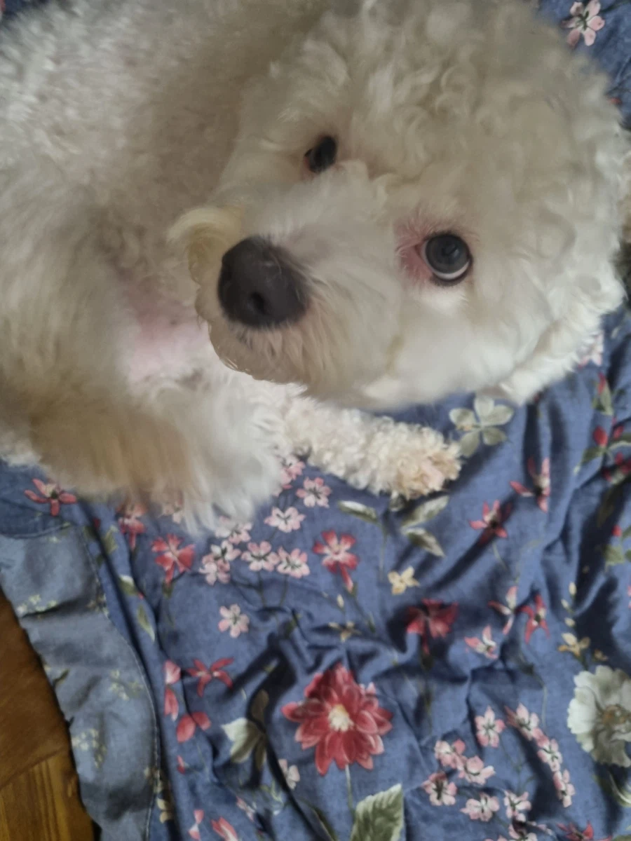 우리 댕댕이 보고 가세요_3.webp