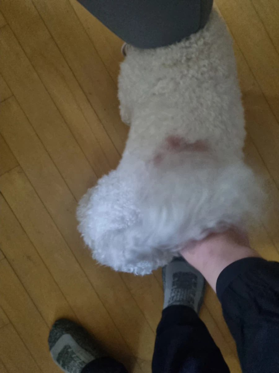 우리 댕댕이 보고 가세요_4.webp