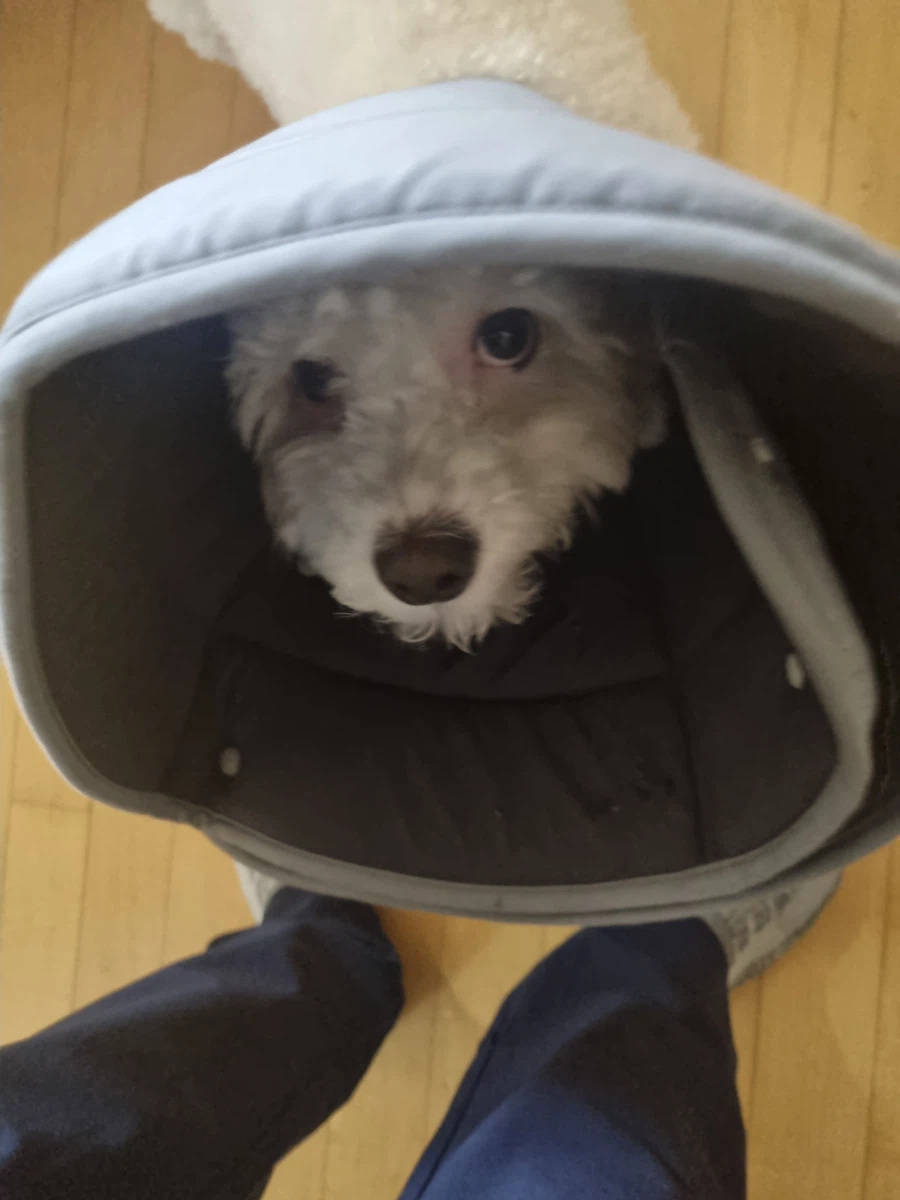 우리 댕댕이 보고 가세요_5.webp