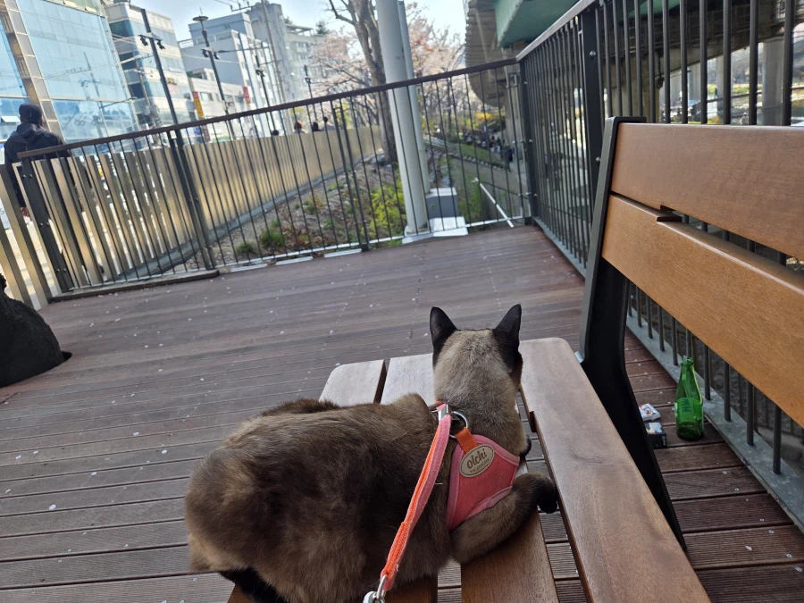 고양이 : 인간놈이 쓰레기 버리고 갔어!!!_1.webp