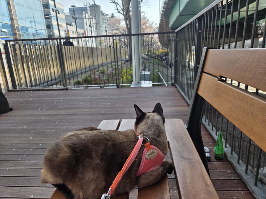 고양이 : 인간놈이 쓰레기 버리고 갔어!!!_2.webp