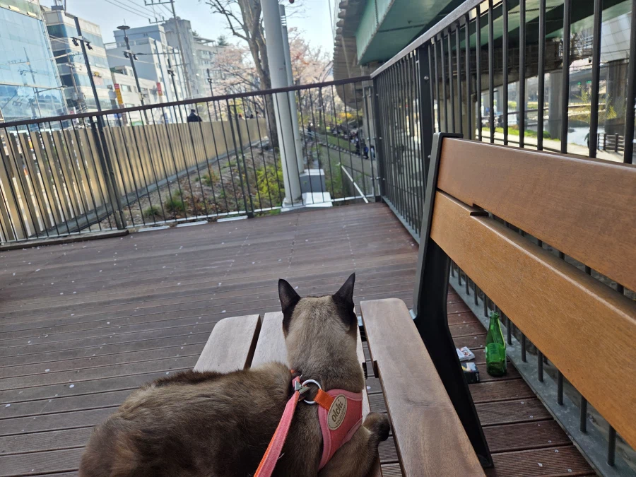 고양이 : 인간놈이 쓰레기 버리고 갔어!!!_3.webp