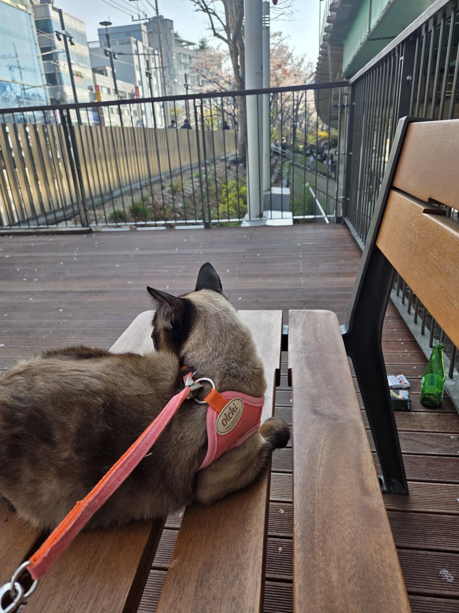 고양이 : 인간놈이 쓰레기 버리고 갔어!!!_4.webp