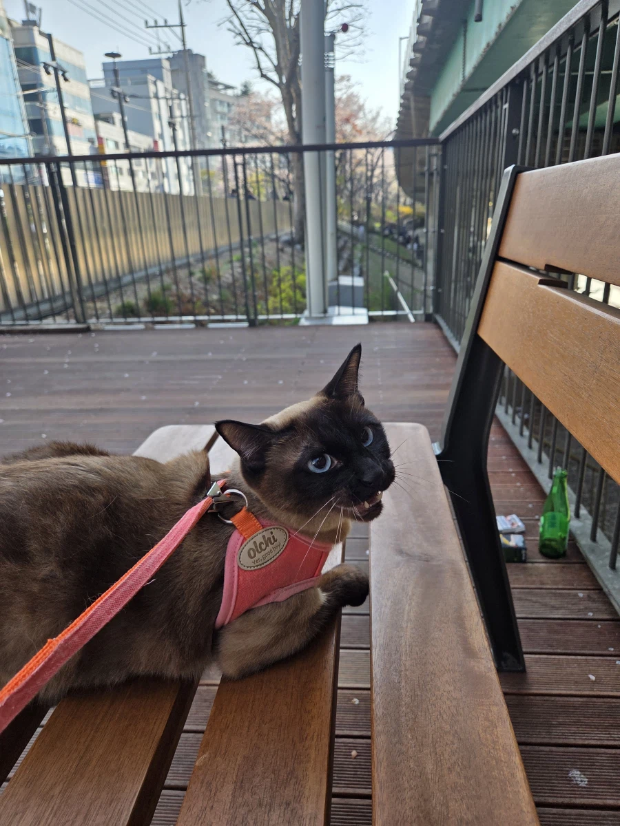 고양이 : 인간놈이 쓰레기 버리고 갔어!!!_5.webp