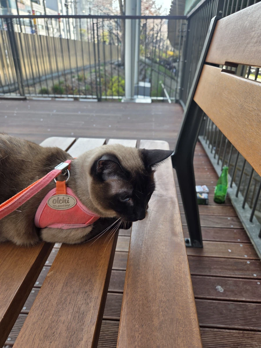 고양이 : 인간놈이 쓰레기 버리고 갔어!!!_6.webp