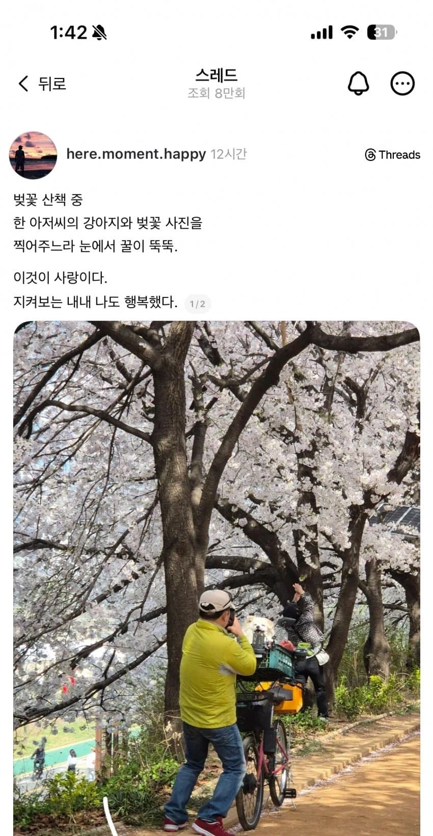 벚꽃 산책중 마주친 강아지 사진찍어주는 아저씨.JPG_1.webp