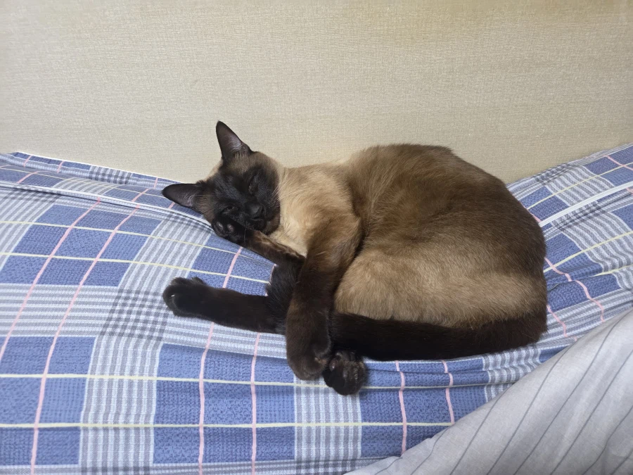 우리집 고양이가 날 이상한 포즈로 본다..._2.webp