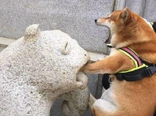 시바견 엄살 레전드_1.webp