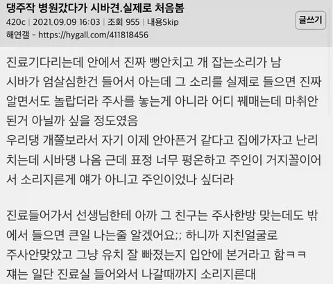 시바견 엄살 레전드_2.webp