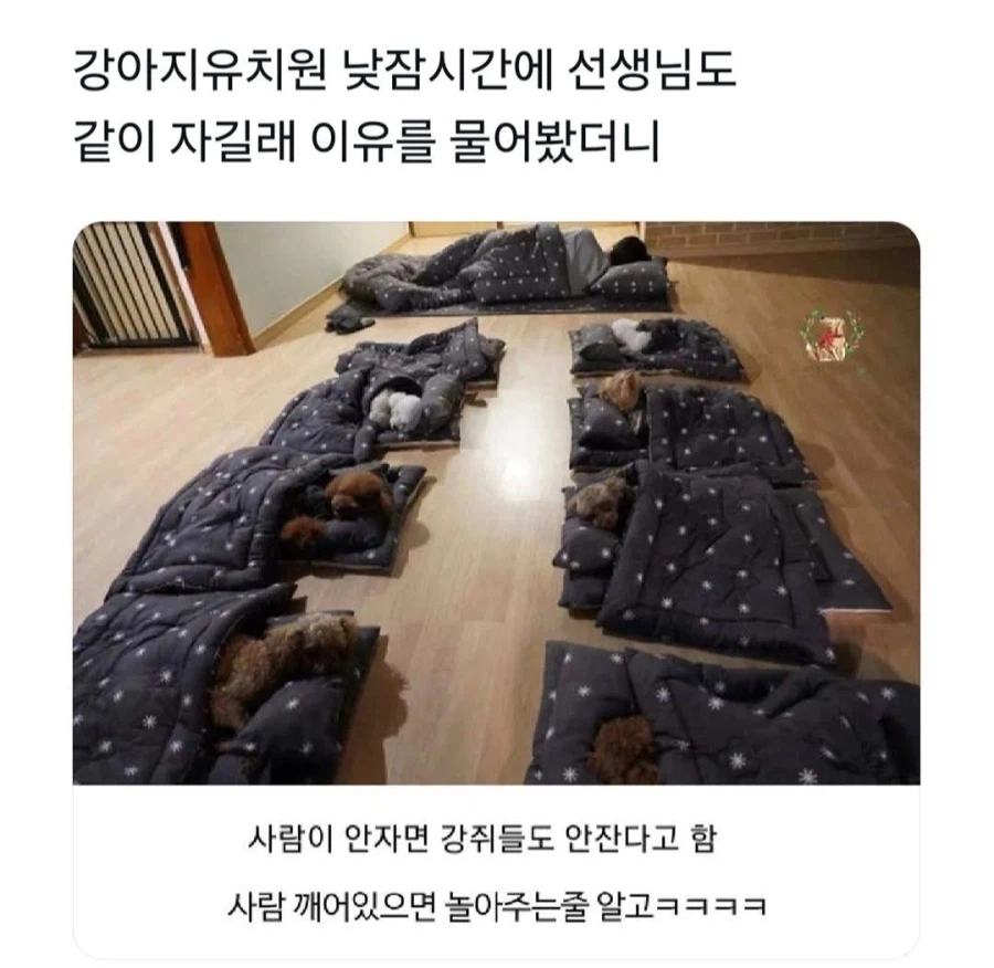 강아지 유치원 낮잠시간에 선생님도 같이 자는 이유_1.webp