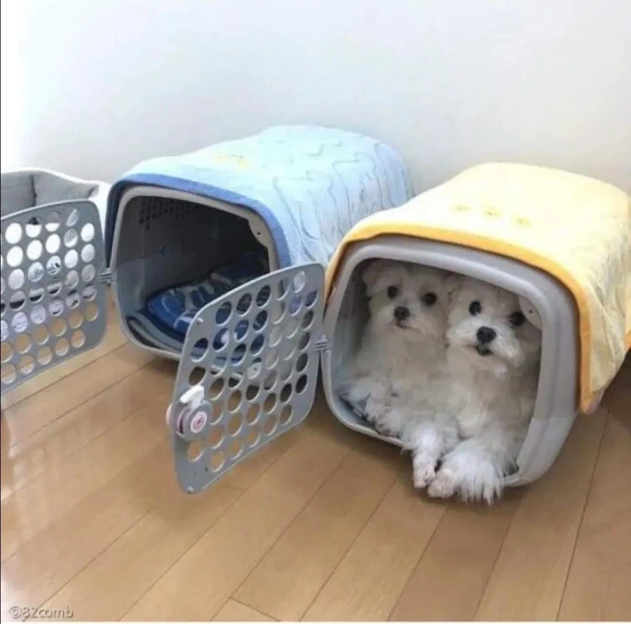 두개 사줬잖아! 옆에도 좀 써라 이놈들아!!!_2.webp