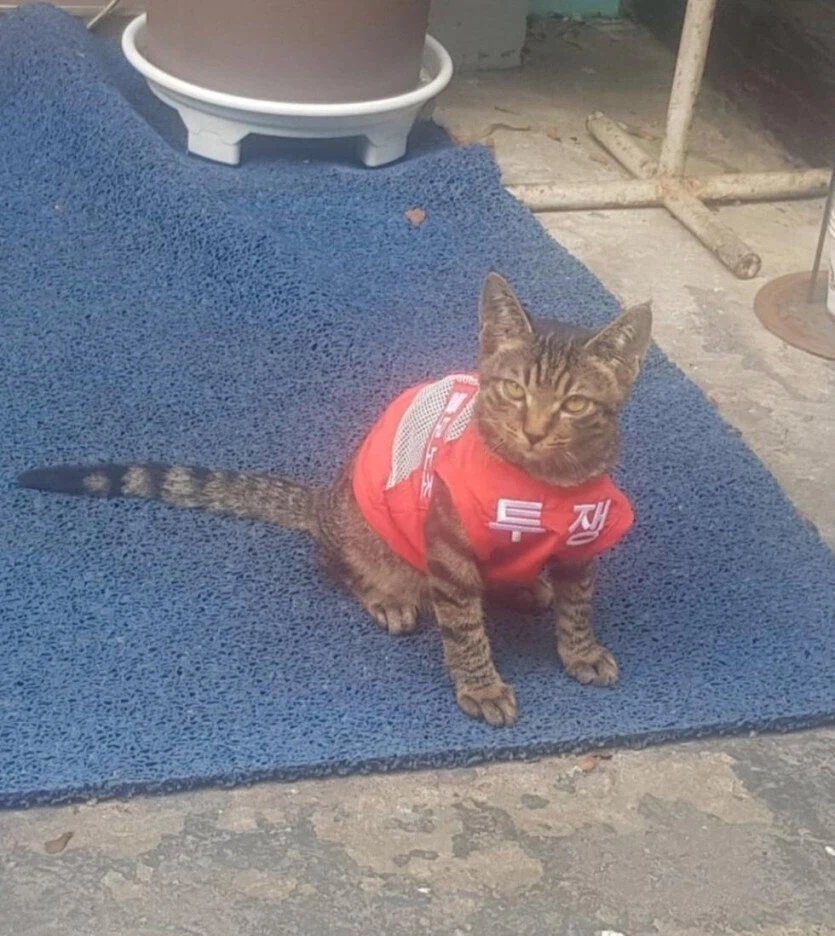 뭔가 건들면 ㅈ될꺼 같은 냥이_1.webp