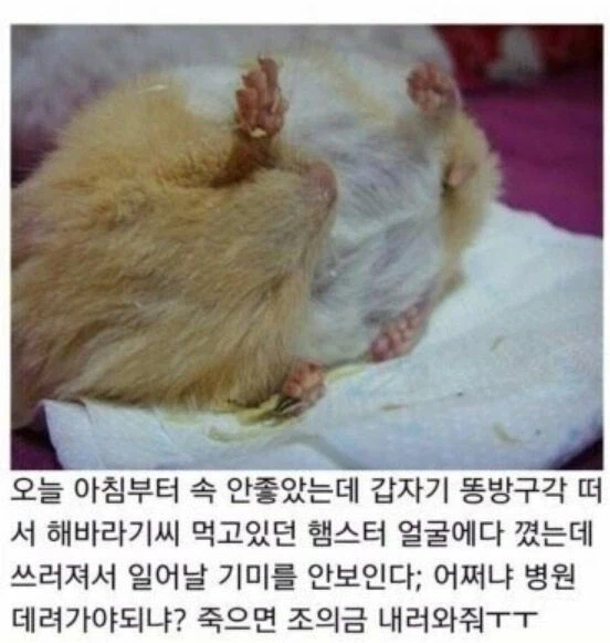 장난으로 햄스터한테 방구뀌기_1.webp