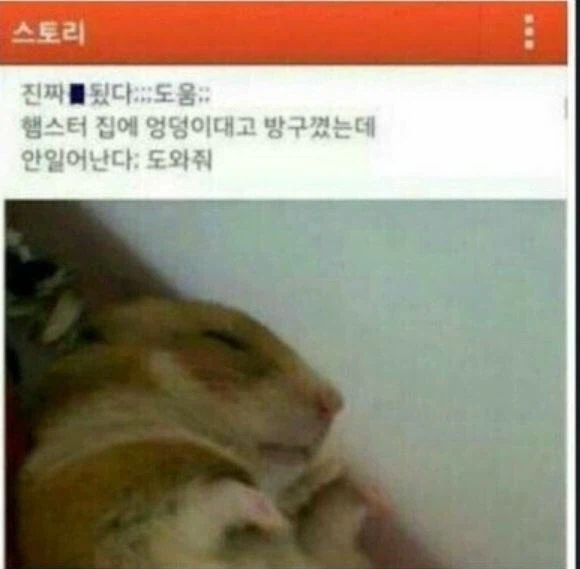 장난으로 햄스터한테 방구뀌기_2.webp