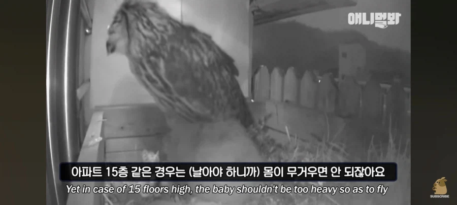 한밤중에 시트콤 찍는 부엉이 가족_1.webp