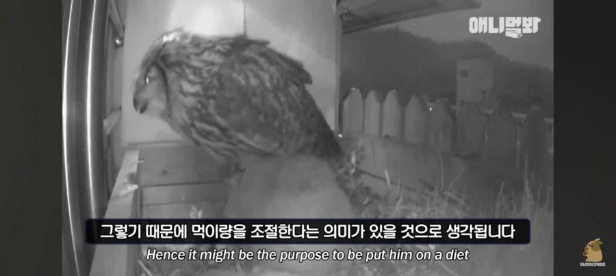 한밤중에 시트콤 찍는 부엉이 가족_2.webp