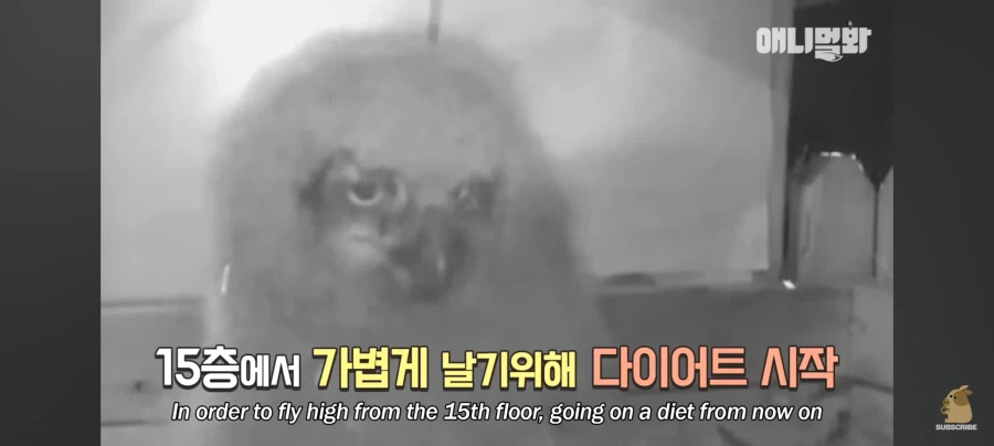 한밤중에 시트콤 찍는 부엉이 가족_3.webp