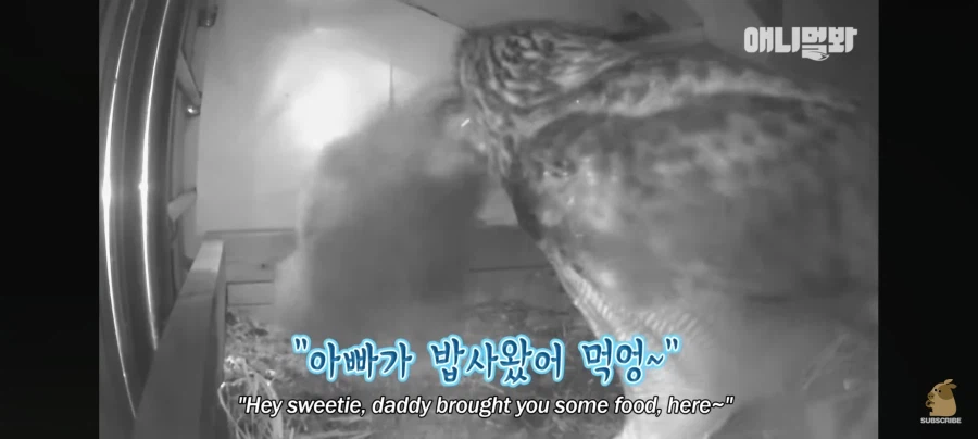 한밤중에 시트콤 찍는 부엉이 가족_4.webp