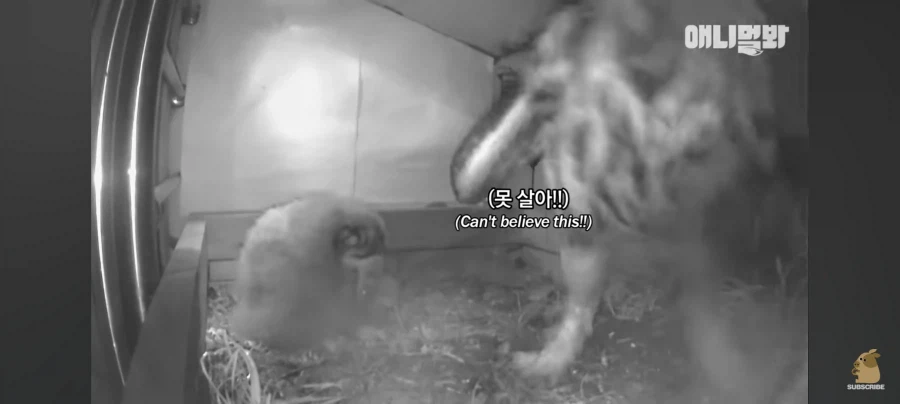 한밤중에 시트콤 찍는 부엉이 가족_5.webp