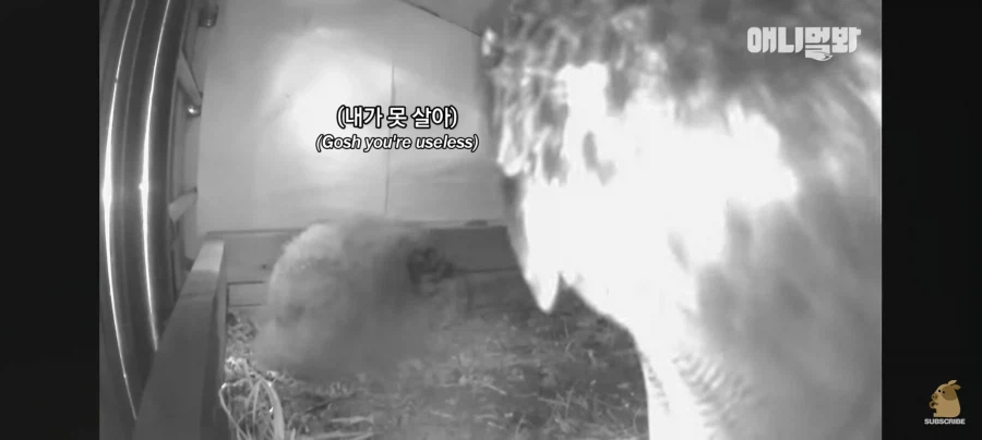 한밤중에 시트콤 찍는 부엉이 가족_6.webp