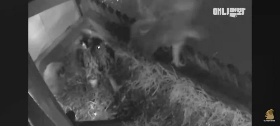 한밤중에 시트콤 찍는 부엉이 가족_7.webp