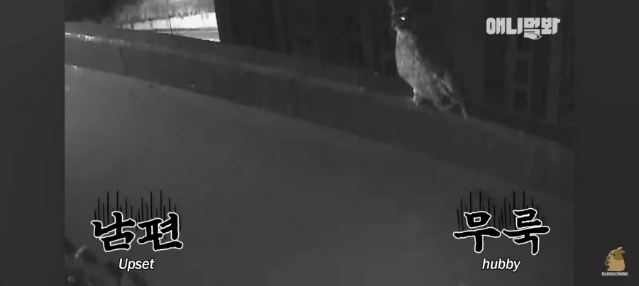 한밤중에 시트콤 찍는 부엉이 가족_8.webp