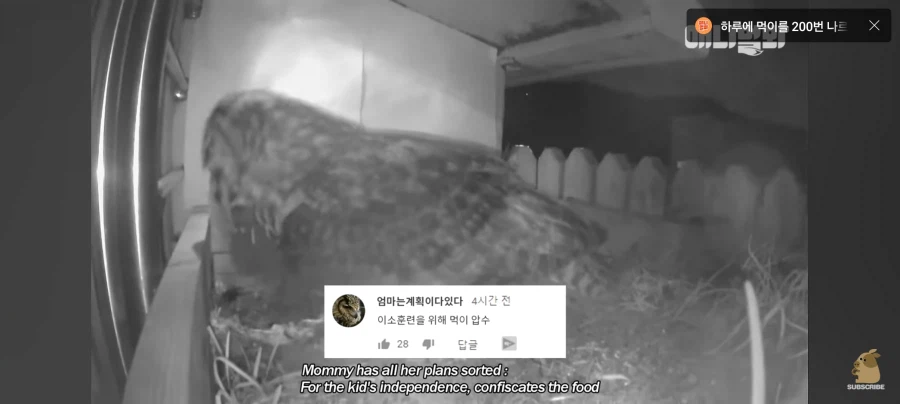 한밤중에 시트콤 찍는 부엉이 가족_10.webp