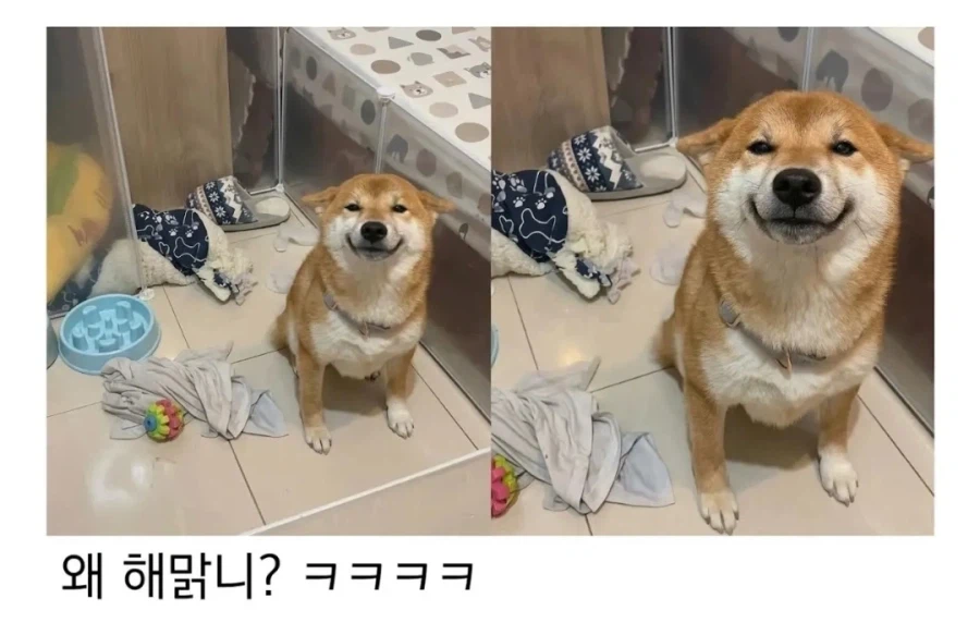 댕댕이 키우고시퍼병 고치는 짤_1.webp