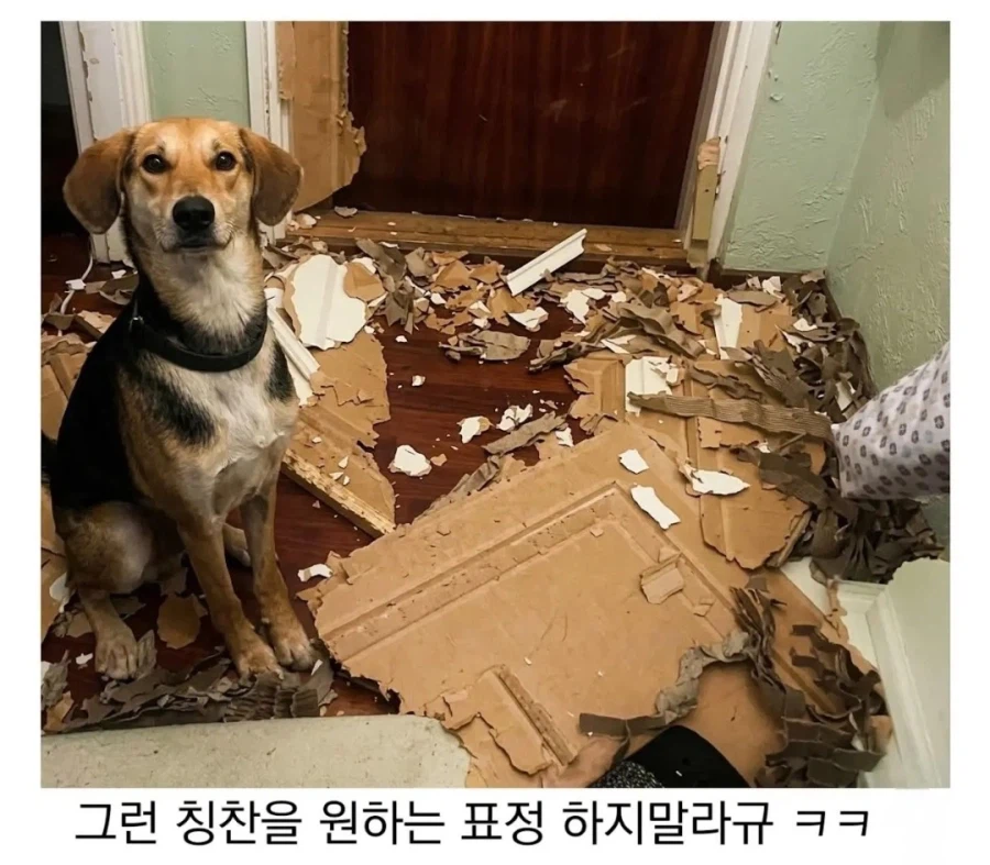 댕댕이 키우고시퍼병 고치는 짤_3.webp