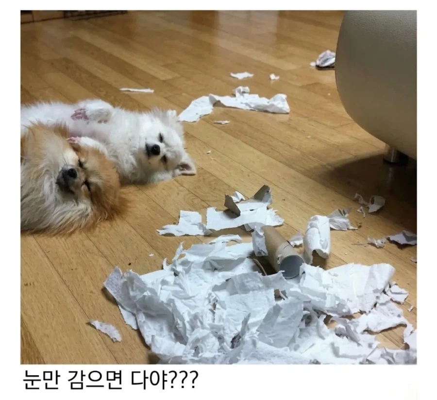 댕댕이 키우고시퍼병 고치는 짤_4.webp