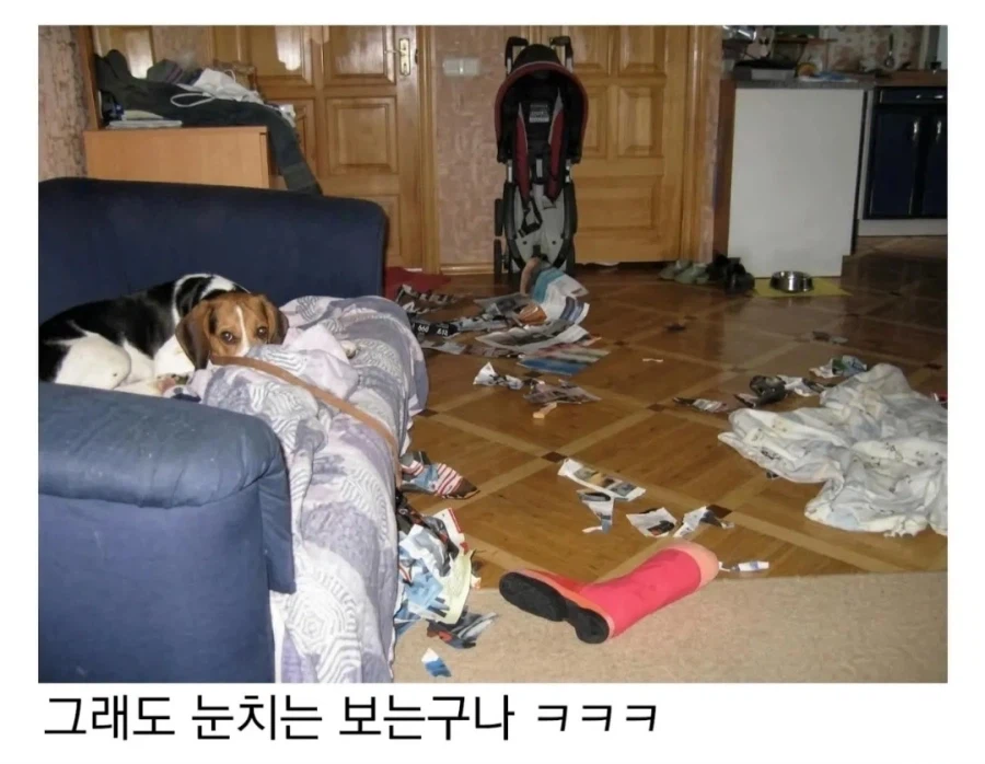 댕댕이 키우고시퍼병 고치는 짤_5.webp