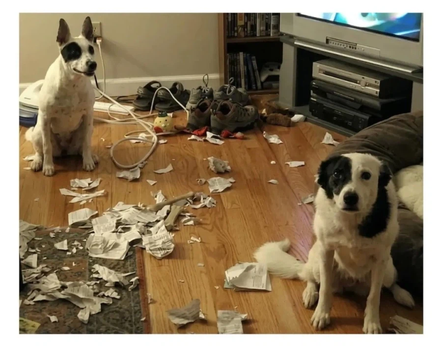 댕댕이 키우고시퍼병 고치는 짤_6.webp