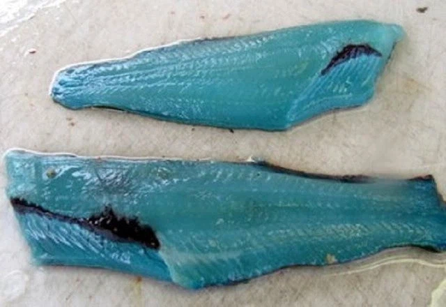 몸색이 파란 생선을 잡았는데 먹어도 되나요.jpg_1.webp