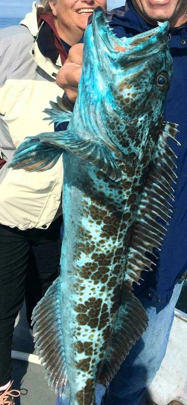 몸색이 파란 생선을 잡았는데 먹어도 되나요.jpg_3.webp