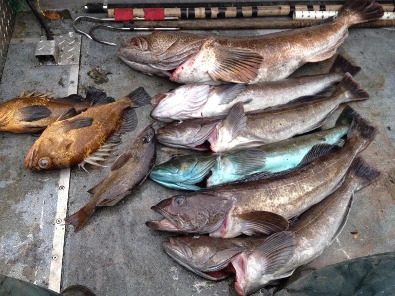 몸색이 파란 생선을 잡았는데 먹어도 되나요.jpg_5.webp