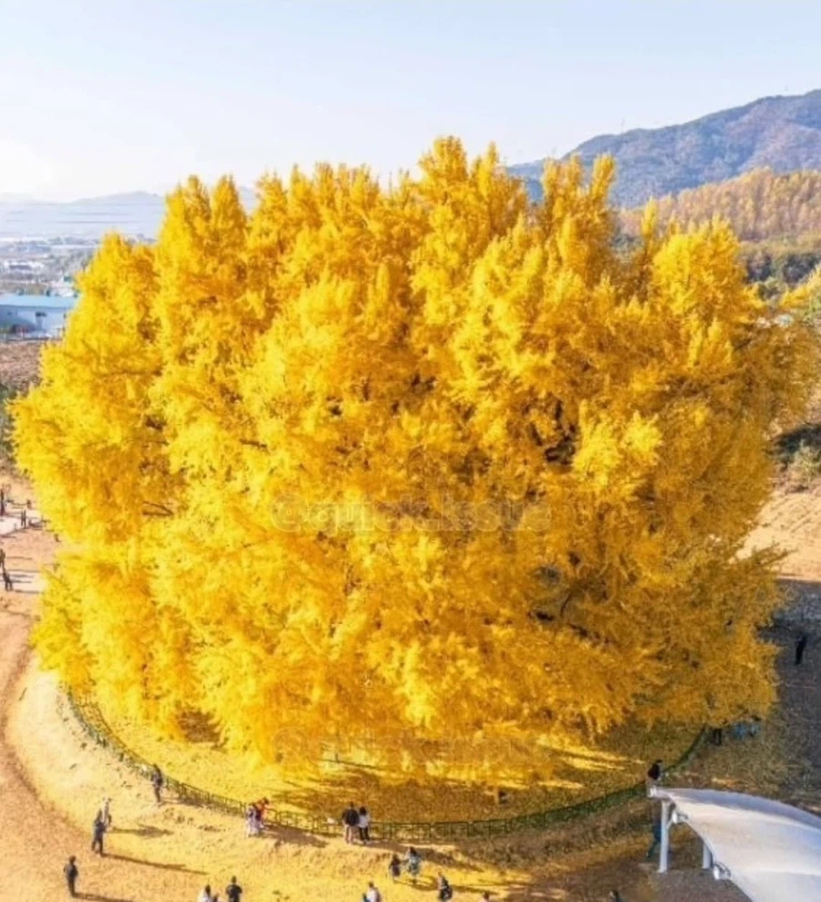 ???:어머 동안이세요_2.webp