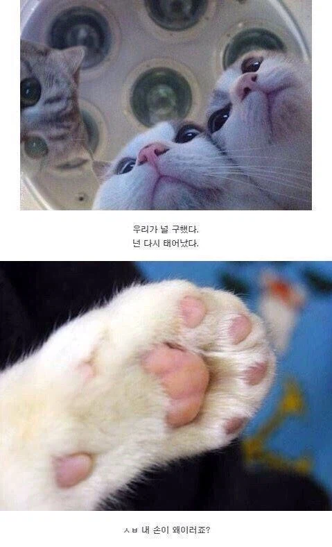 이제야 정신이 드냥_1.webp