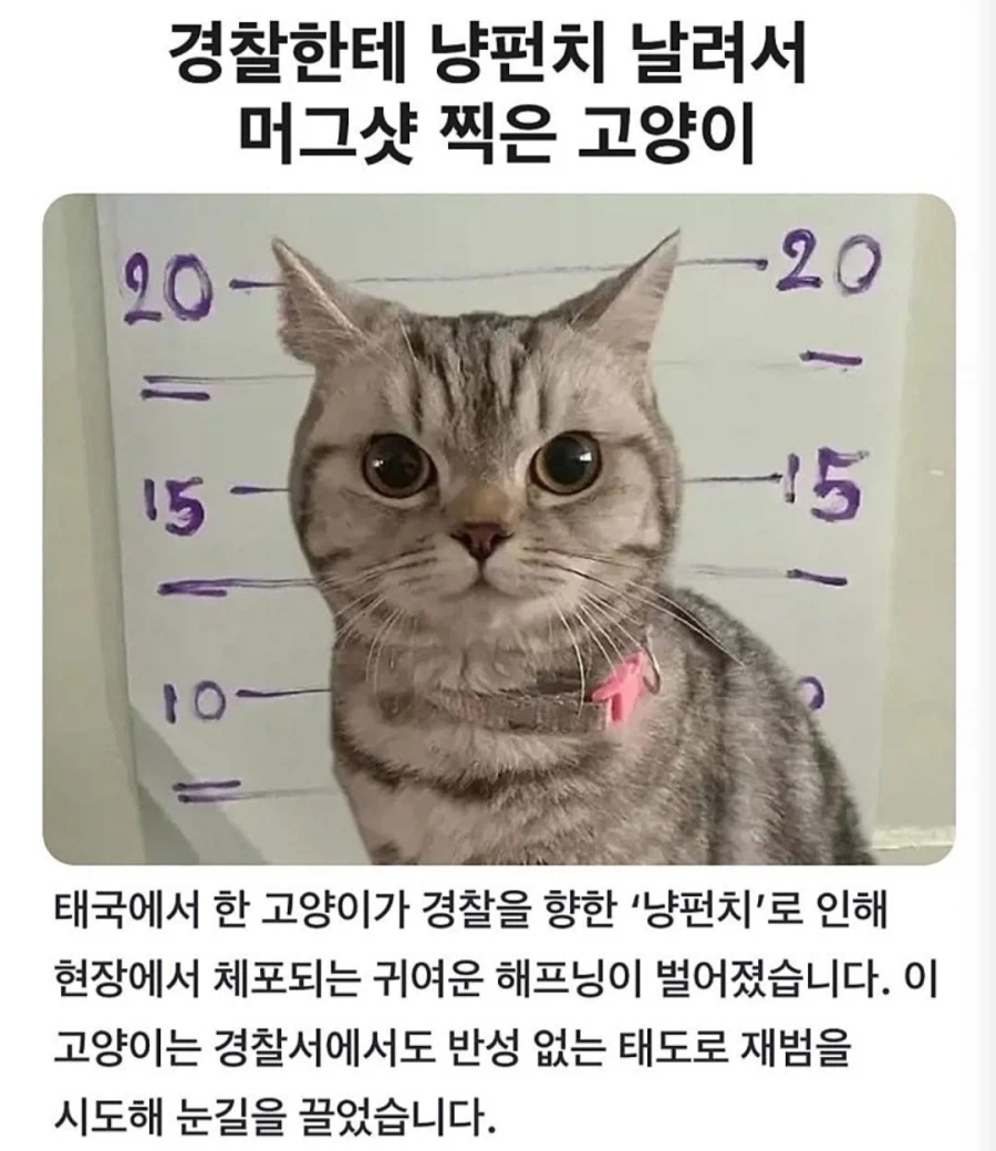 경찰 공무 집행 방해죄로 잡힌 고양이.jpg_1.webp