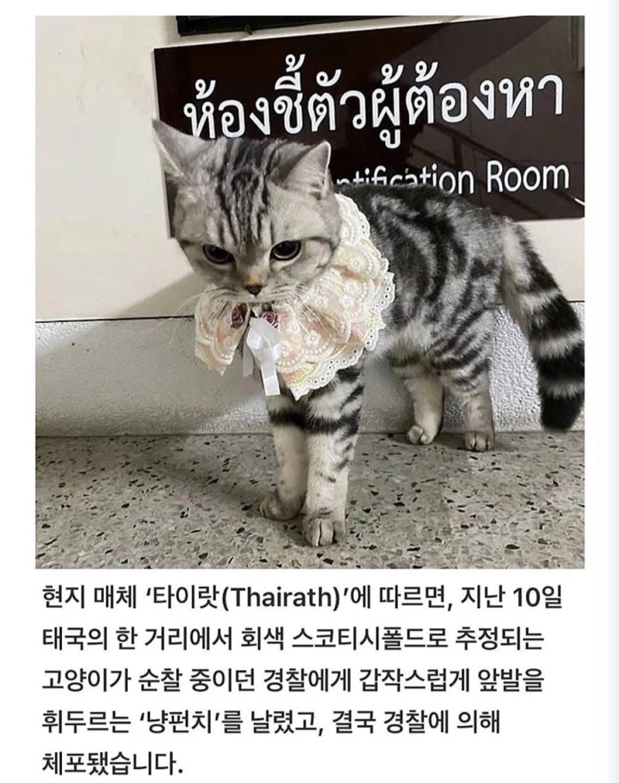 경찰 공무 집행 방해죄로 잡힌 고양이.jpg_2.webp