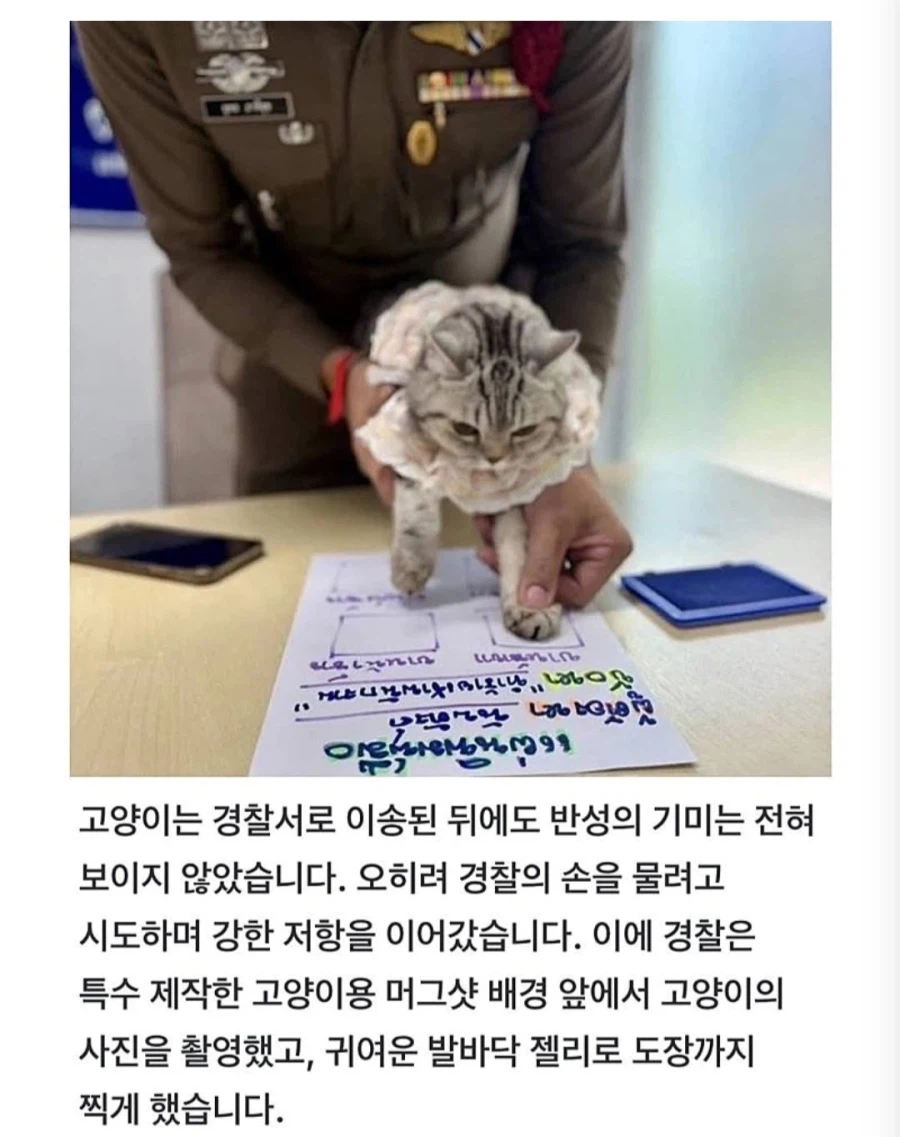 경찰 공무 집행 방해죄로 잡힌 고양이.jpg_3.webp