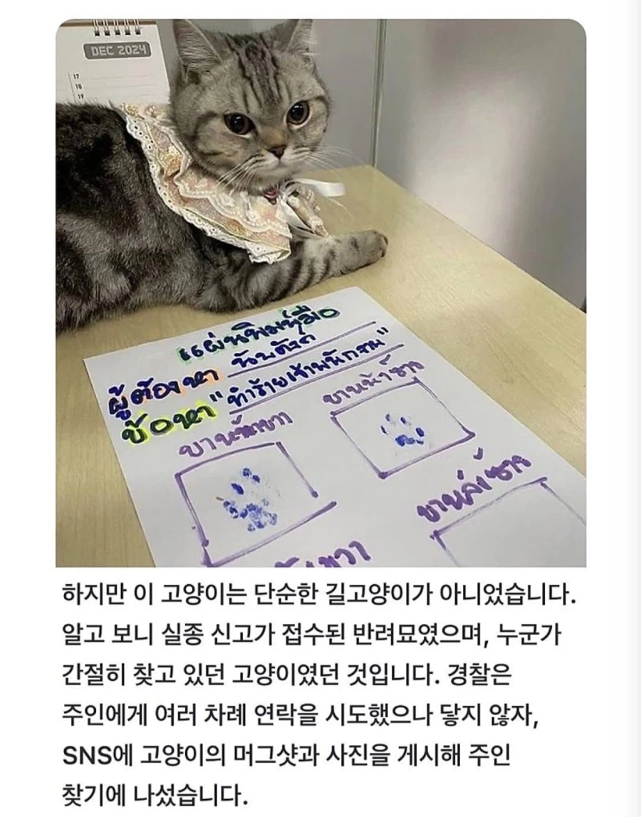 경찰 공무 집행 방해죄로 잡힌 고양이.jpg_4.webp