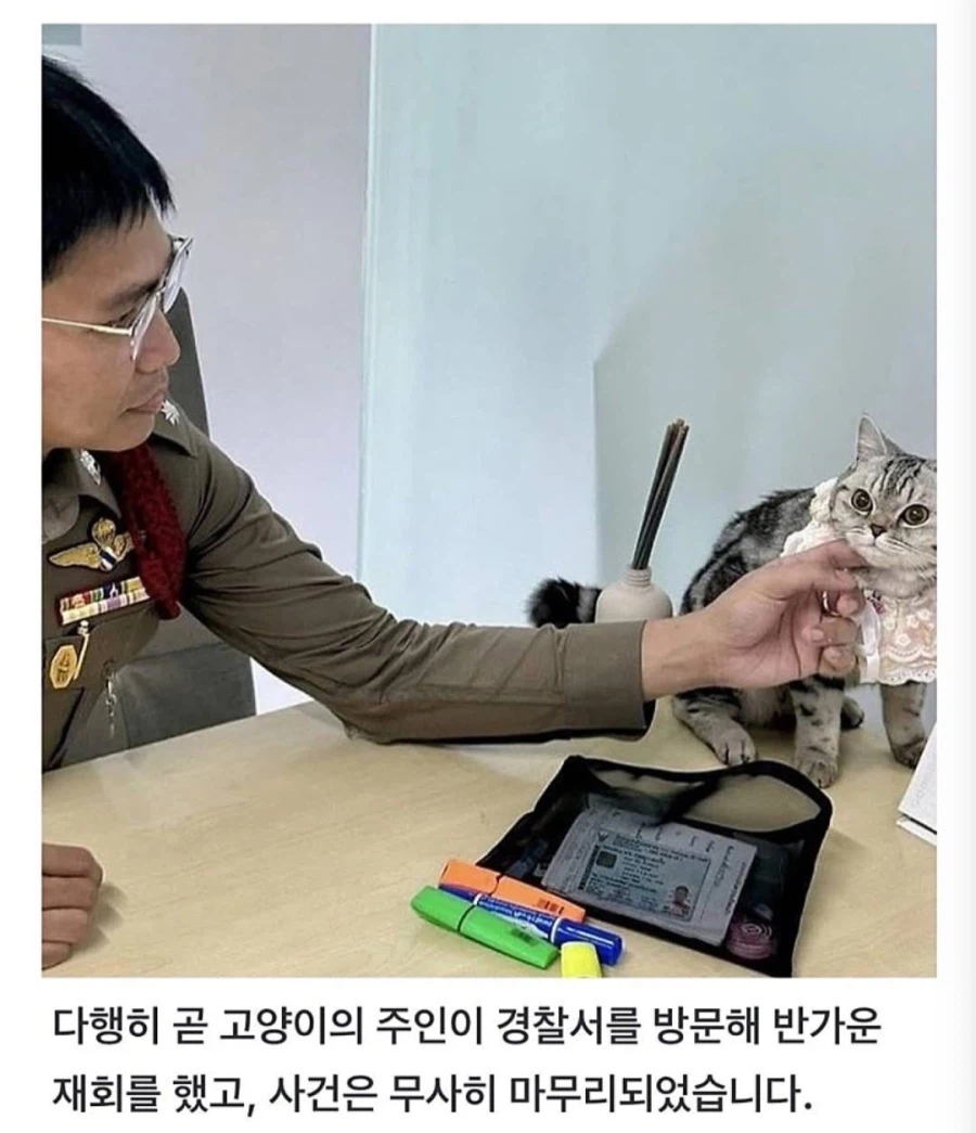 경찰 공무 집행 방해죄로 잡힌 고양이.jpg_5.webp