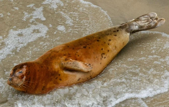 물범에 대해 잘 알려지지 않은 사실_3.webp