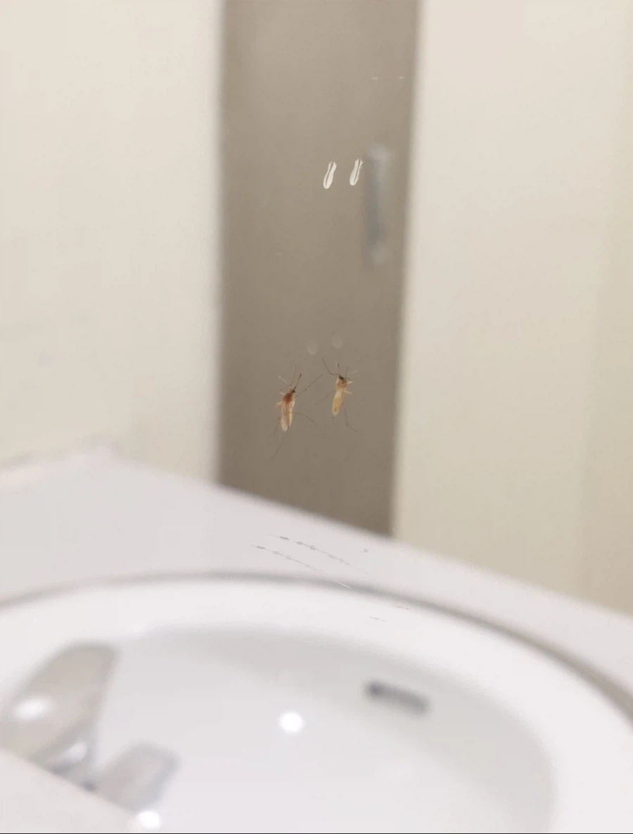 아이에에에에!!! 모스키토=상! 어째서 이 시기에!!!_1.webp