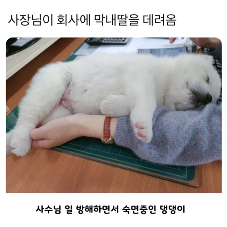 막내딸을 회사로 데려온 사장님_1.webp