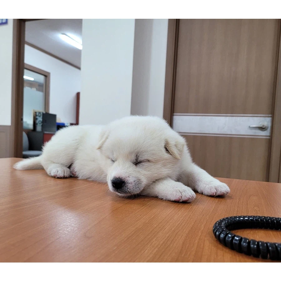 막내딸을 회사로 데려온 사장님_2.webp