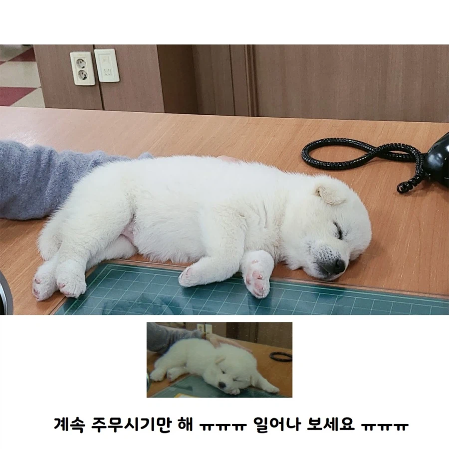 막내딸을 회사로 데려온 사장님_3.webp