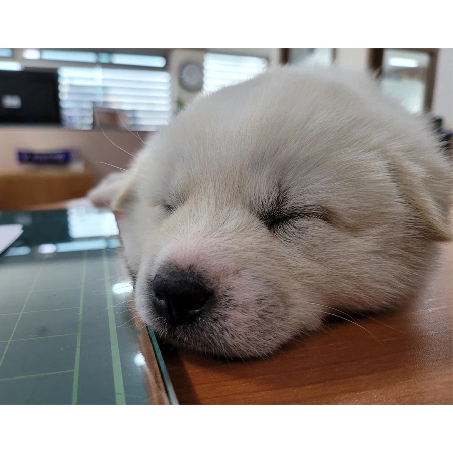 막내딸을 회사로 데려온 사장님_4.webp